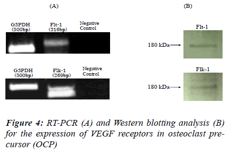 biomedres-RT-PCR-A-Western-blotting-analysis