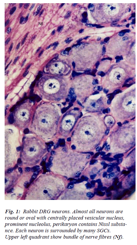 biomedres-Rabbit-DRG-neurons