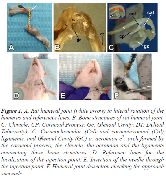 biomedres-Rat-humeral-joint