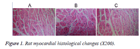 biomedres-Rat-myocardial