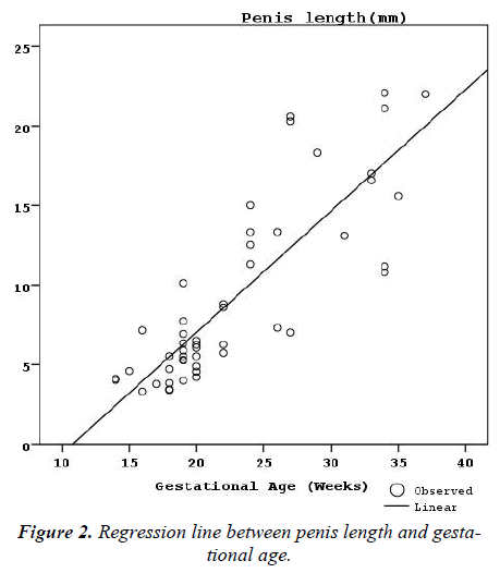 biomedres-Regression-line-penis-length