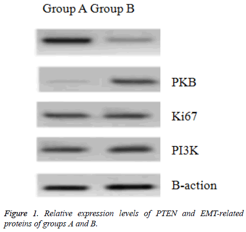 biomedres-Relative-expression