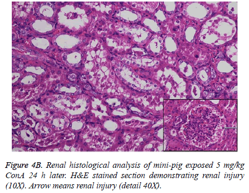 biomedres-Renal-histological