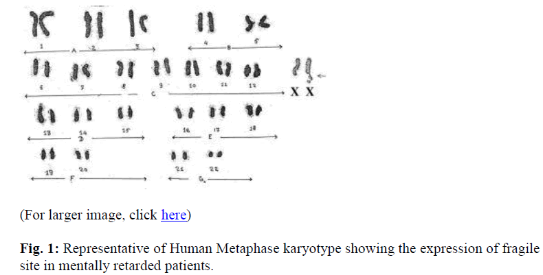 biomedres-Representative-Human