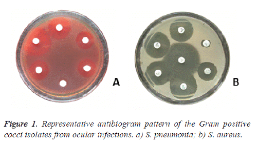 biomedres-Representative-antibiogram