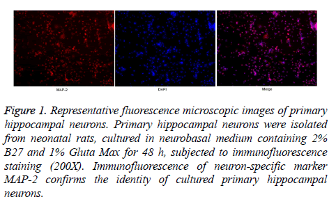 biomedres-Representative-fluorescence