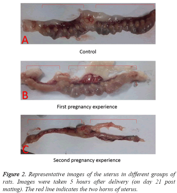 biomedres-Representative-images-uterus