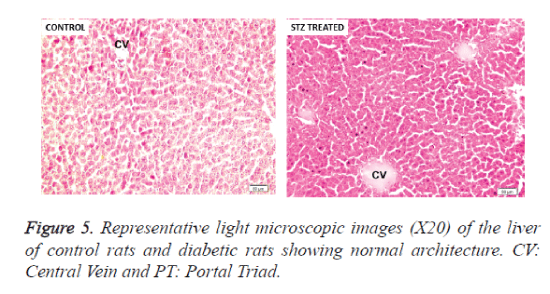 biomedres-Representative-light-microscopic