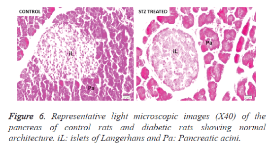 biomedres-Representative-light-microscopic