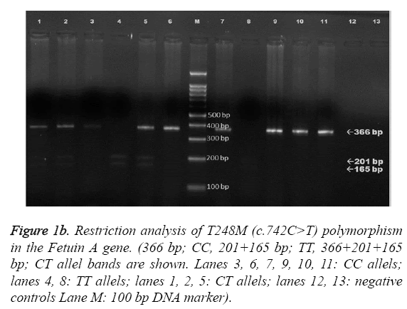 biomedres-Restriction-analysis-T248M