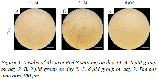 biomedres-Results-Alizarin-Red