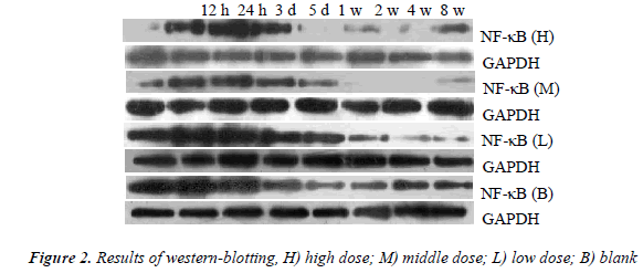 biomedres-Results-western-blotting