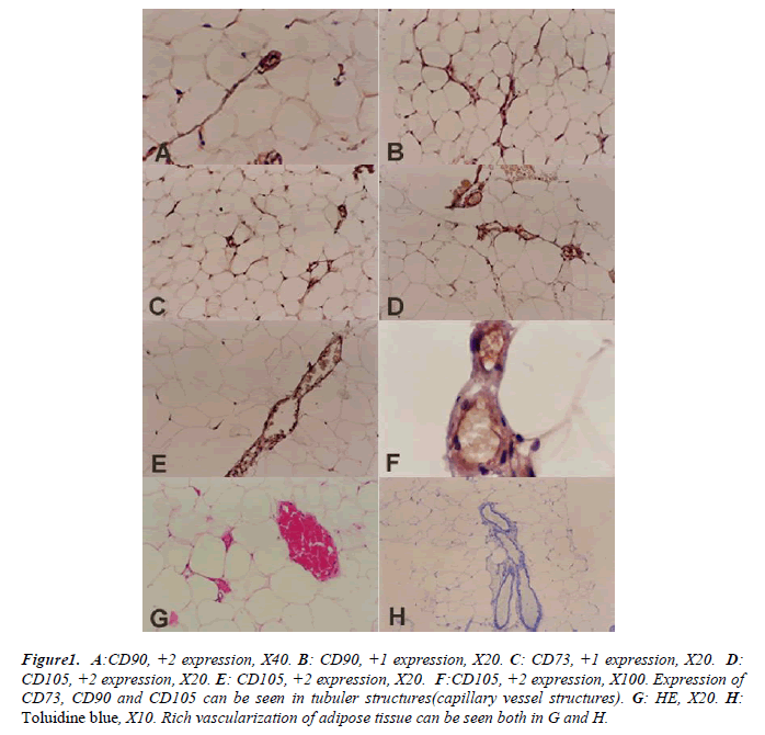 biomedres-Rich-vascularization-adipose-tissue