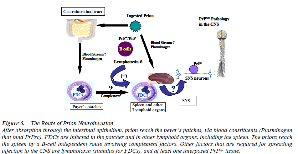 biomedres-Route-Prion-Neuroinvasion