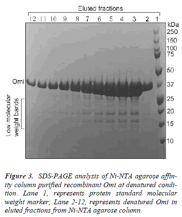 biomedres-SDS-PAGE-Ni-NTA-agarose