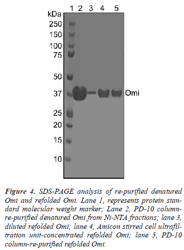 biomedres-SDS-PAGE-re-purified