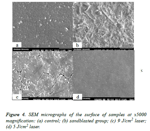 biomedres-SEM-micrographs