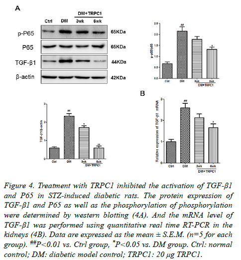 biomedres-STZ-induced-diabetic-rats