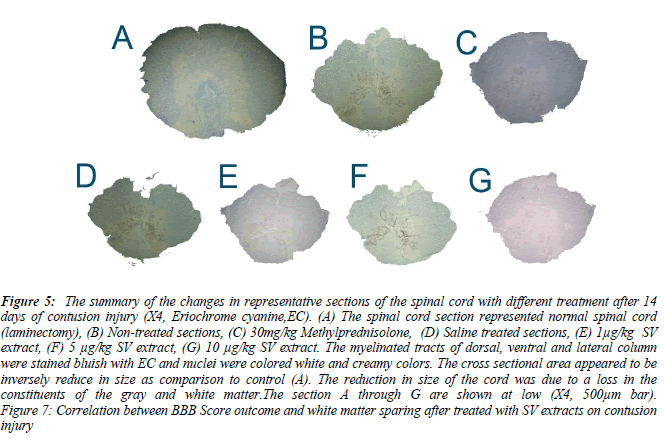 biomedres-Saline-treated-sections