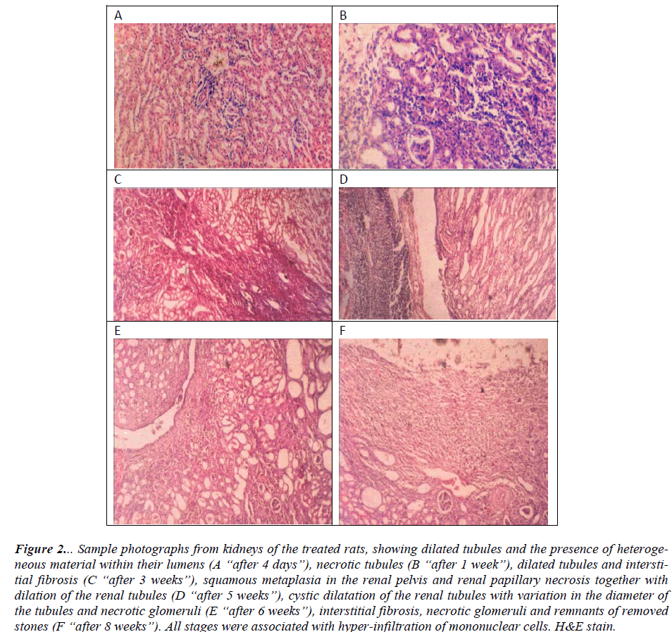 biomedres-Sample-photographs-kidneys