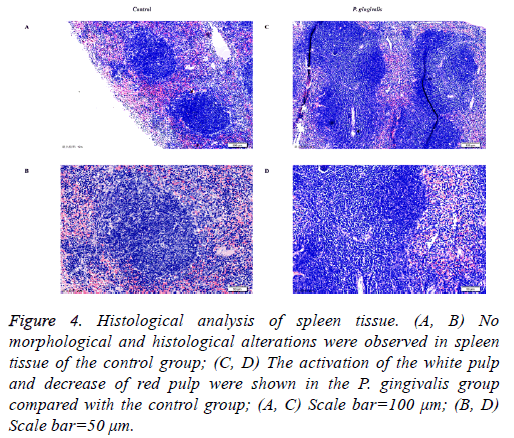 biomedres-Scale-bar