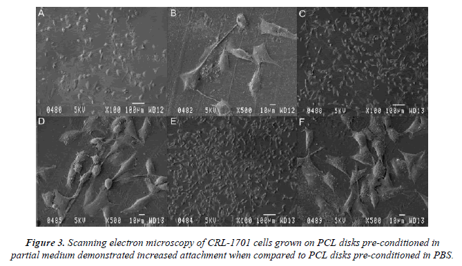 biomedres-Scanning-CRL-1701-cells-grown