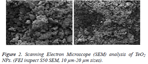 biomedres-Scanning-Electron