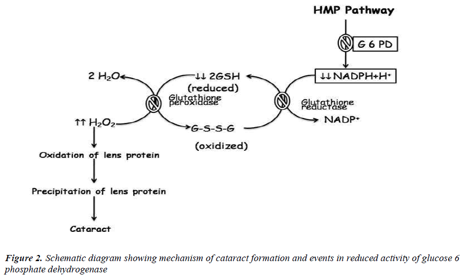 biomedres-Schematic-diagram