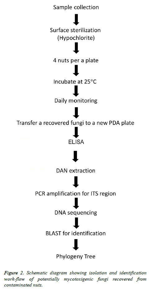 biomedres-Schematic-diagram