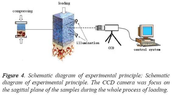 biomedres-Schematic-diagram-experimental