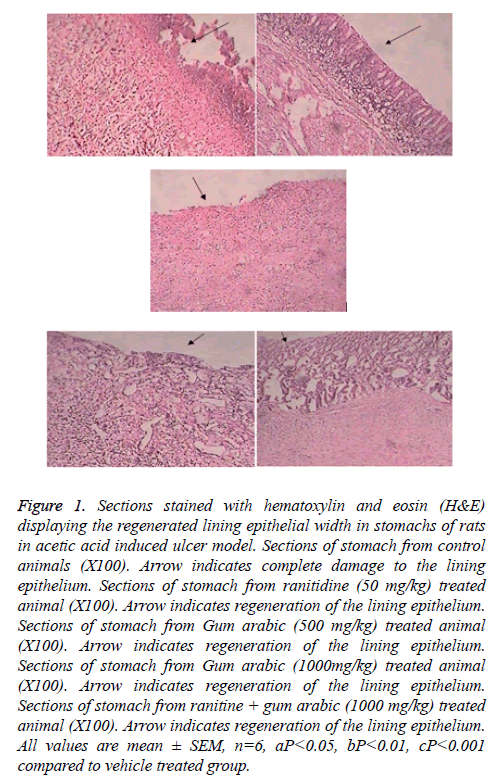 biomedres-Sections-stained