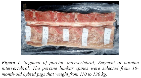 biomedres-Segment-porcine-intervertebral