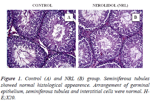 biomedres-Seminiferous-tubules