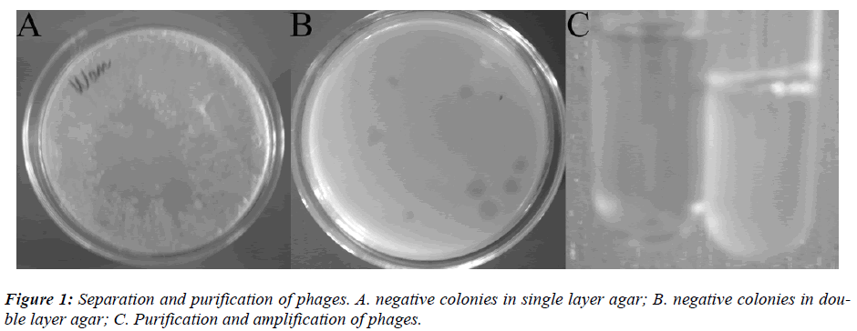 biomedres-Separation-purification-phages