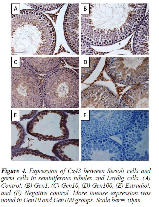 biomedres-Sertoli-cells