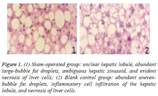 biomedres-Sham-operated