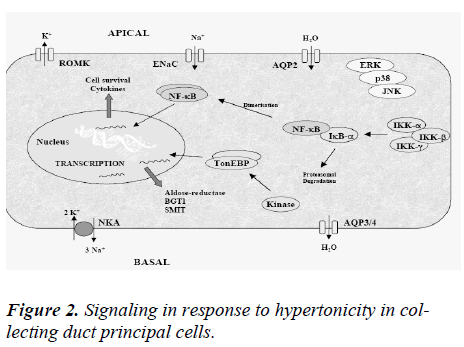 biomedres-Signaling-response