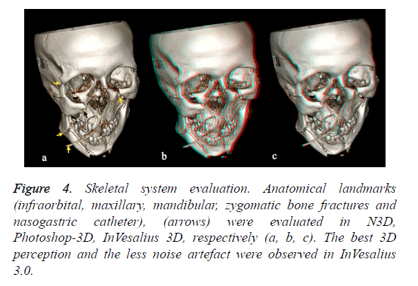 biomedres-Skeletal-system