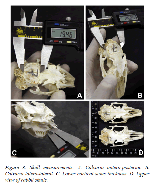 biomedres-Skull-measurements