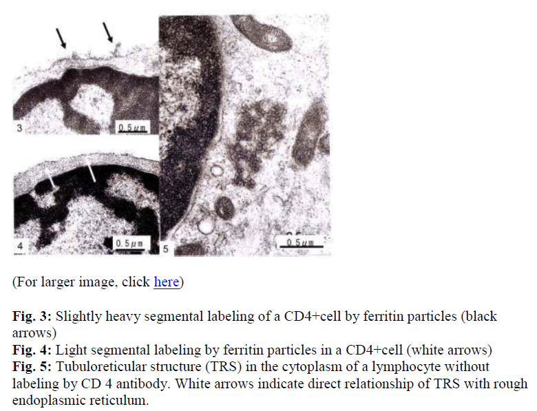 biomedres-Slightly-heavy-segmental-labeling