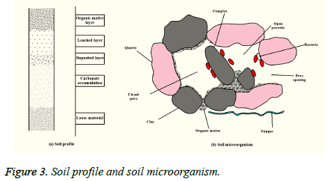 biomedres-Soil-profile