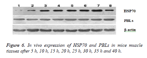 biomedres-Splenocyte-flow-cytometry