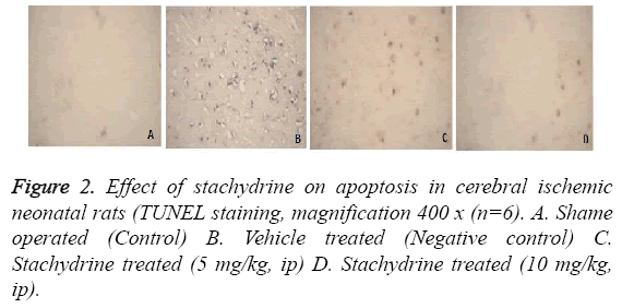 biomedres-Stachydrine-treated