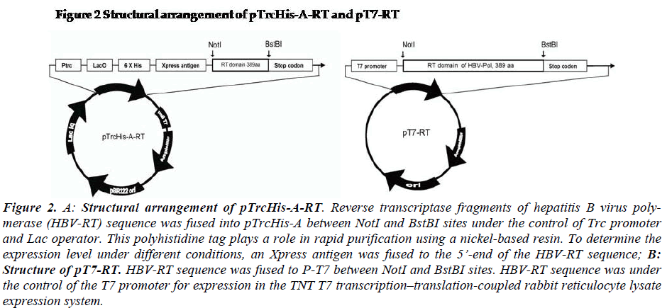 biomedres-Structural-arrangement-pTrcHis-A-RT