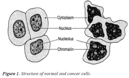 biomedres-Structure-normal-cancer