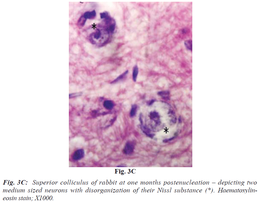 biomedres-Superior-colliculus-rabbit