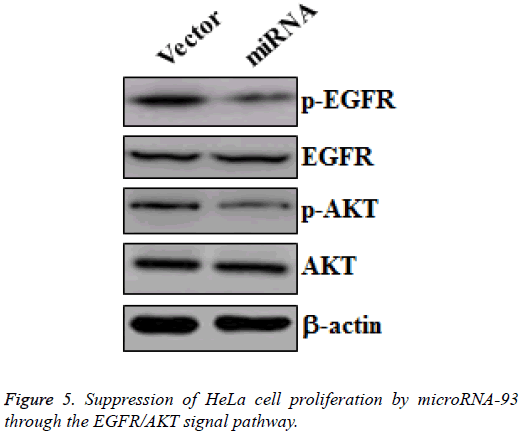 biomedres-Suppression-HeLa-cell