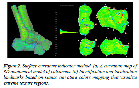 biomedres-Surface-curvature