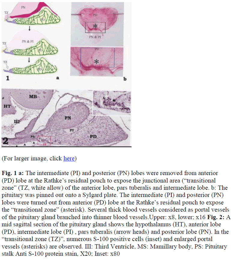 biomedres-Sylgard-plate