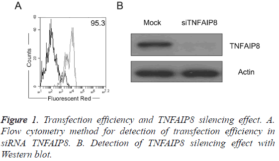 biomedres-TNFAIP8-silencing-effect